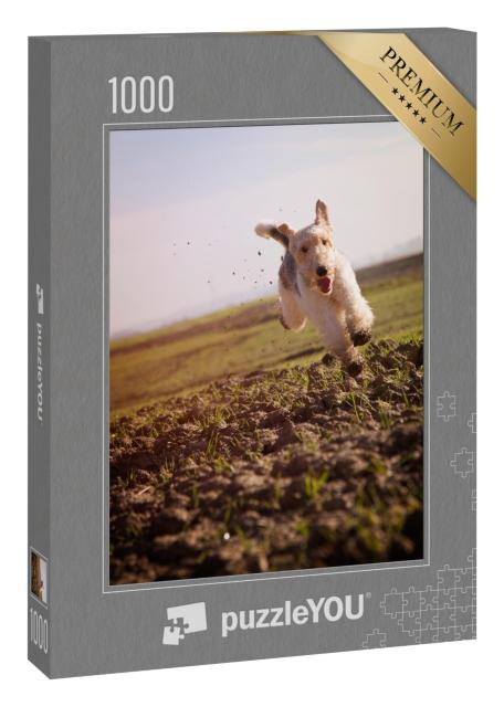 Puzzle 1000 Teile „Drahthaar-Foxterrier beim schnellen Lauf über erdige Wiesen“