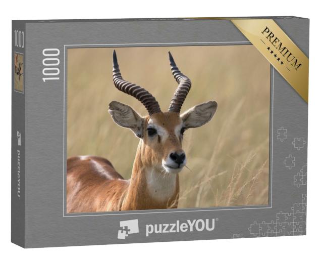 Puzzle 1000 Teile „Freie Wildbahn: Uganda-Kob-Antilope, Afrika“