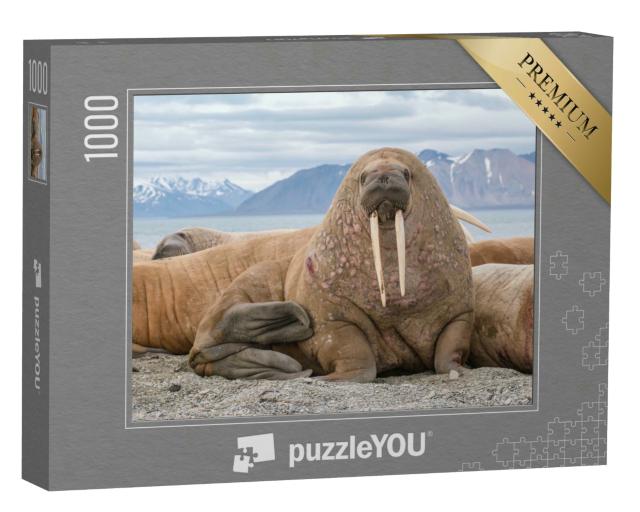 Puzzle 1000 Teile „Das Walross ist ein Meeressäugetier, es ist einer der größten Flossenfüßer“
