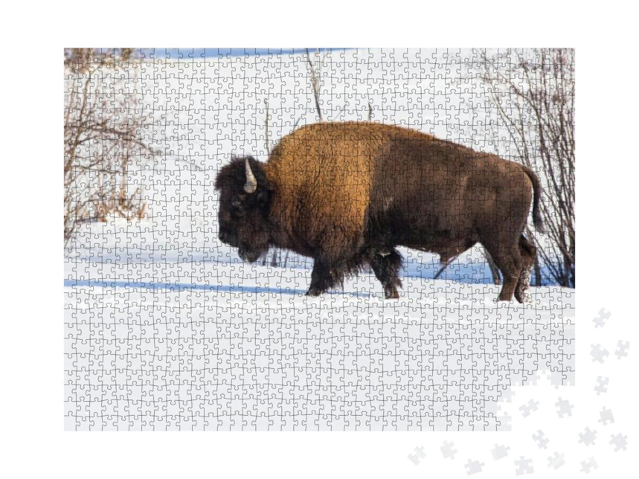 Puzzle 1000 Teile „Amerikanischer Bison inmitten der Winterlandschaft“