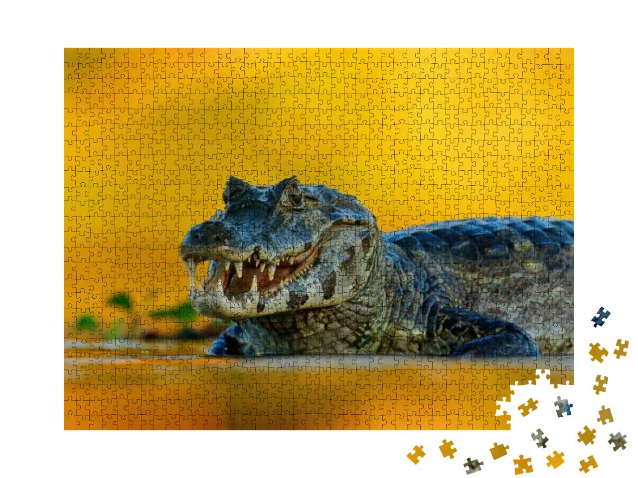 Puzzle 1000 Teile „Yacare-Kaiman, ein Krokodil im Fluss, Pantanal, Brasilien“