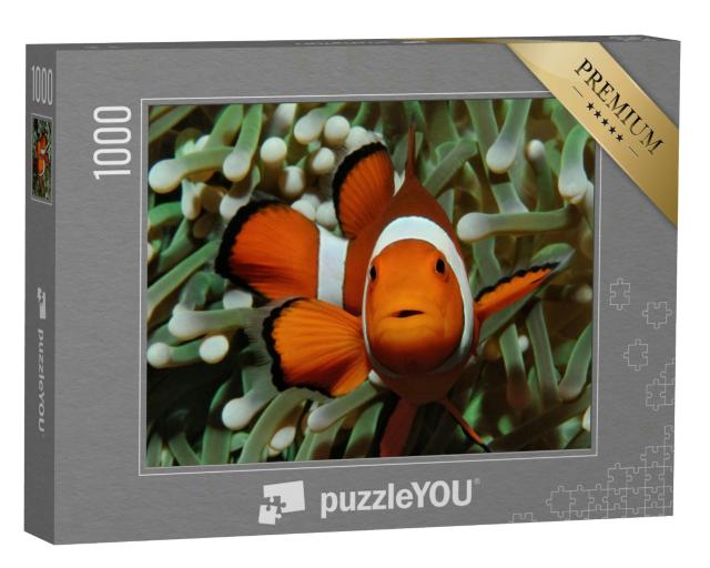 Puzzle 1000 Teile „Gut versteckt: Amphiprion, Westlicher Clownfisch mit Anemone“