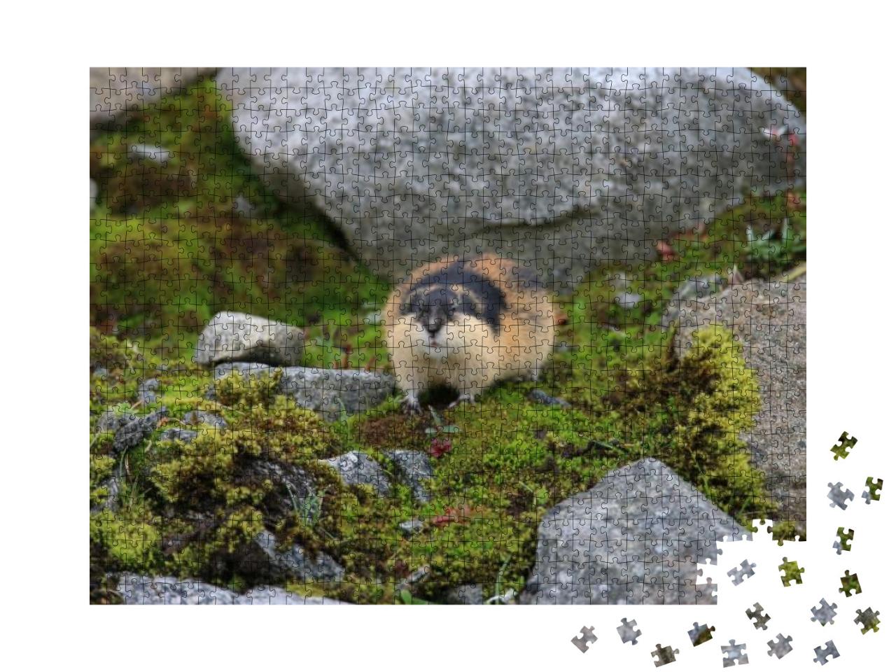 Puzzle 1000 Teile „Norwegischer Lemming in Jotunheimen in Norwegen“