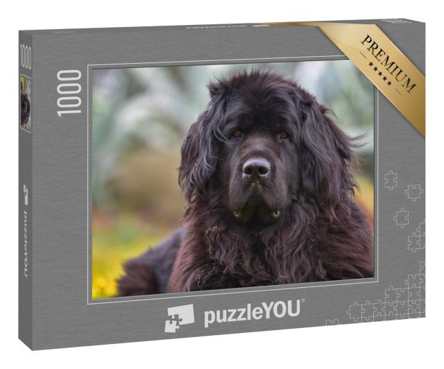 Puzzle 1000 Teile „Nahaufnahme eines riesigen Neufundländers“