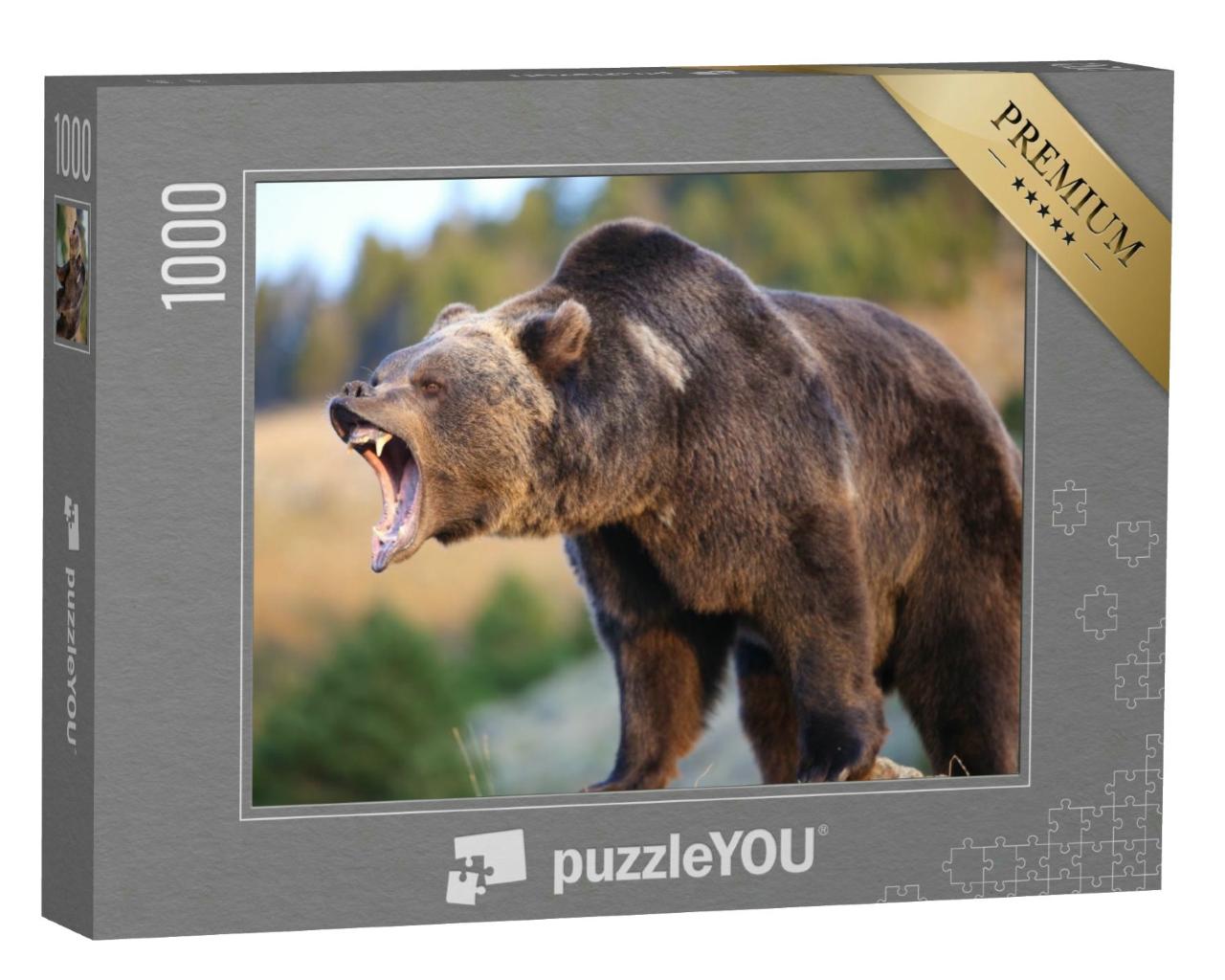 Puzzle 1000 Teile „Nordamerikanischer Braunbär: Grizzly“