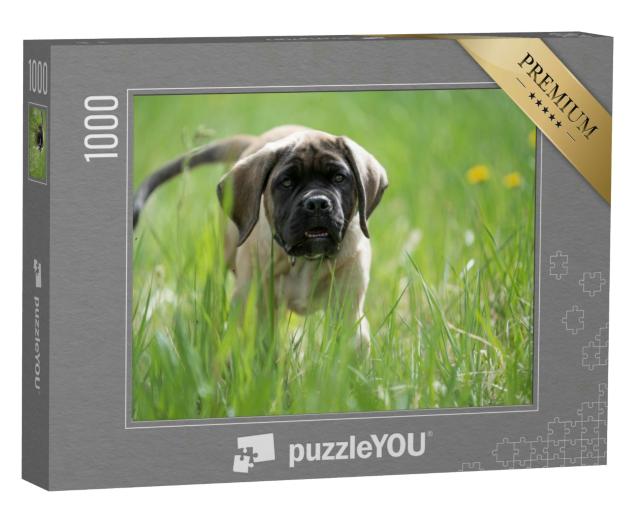 Puzzle 1000 Teile „English Mastiff Welpe spielt, Löwenzahn im Hintergrund“