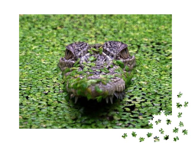 Puzzle 1000 Teile „Das Salzwasserkrokodil, Crocodylus porosus“