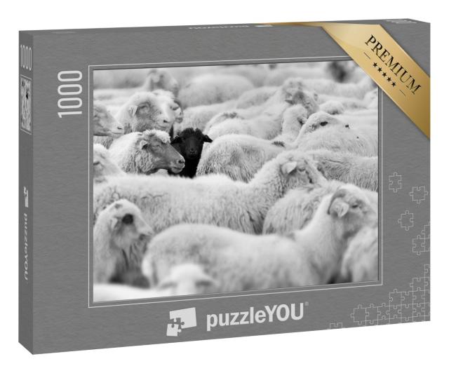 Puzzle 1000 Teile „Ein schwarzes Schaf in der Herde der Weißen, Blick in die Kamera“