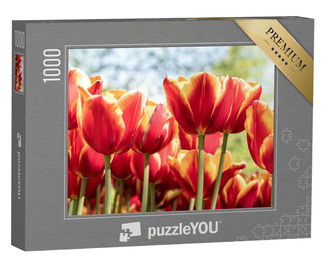 Puzzle 1000 Teile „Rote Tulpen blühen, Tulpenfest Morges, Schweiz, Nahaufnahme von Blumen“
