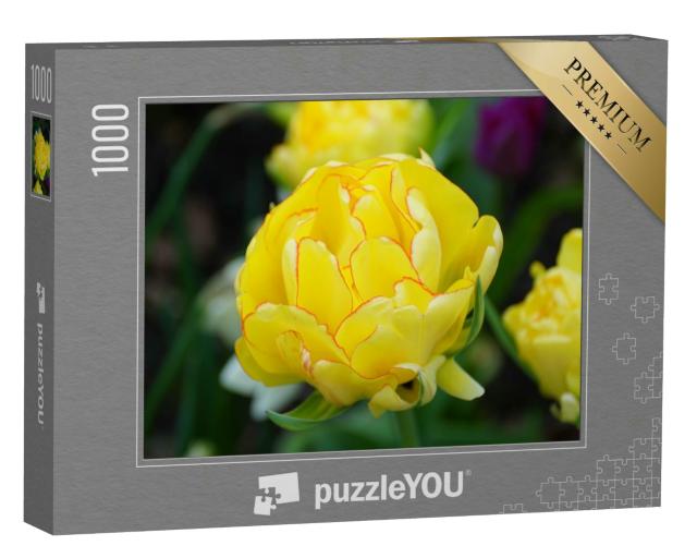 Puzzle 1000 Teile „Nahaufnahme einer schönen gefüllten gelben Blüte: Tulpe Akebono“