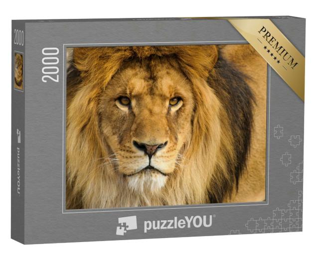 Puzzle 2000 Teile „Portrait eines männlichen Löwen“