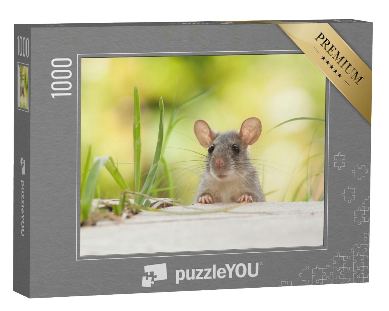 Puzzle 1000 Teile „Ratte mit großen Ohren im Freien, Hof, grünes Gras“