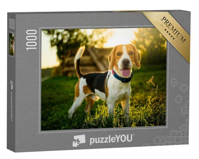 Puzzle 1000 Teile „Beagle: Zunge hängt raus, im Hintergrund Sonnenuntergang“