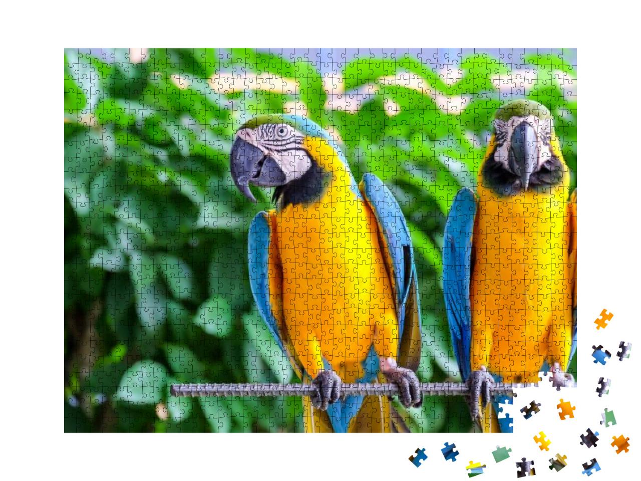 Puzzle 1000 Teile „Langschwanz-Ara Papagei mit bunten Federn“