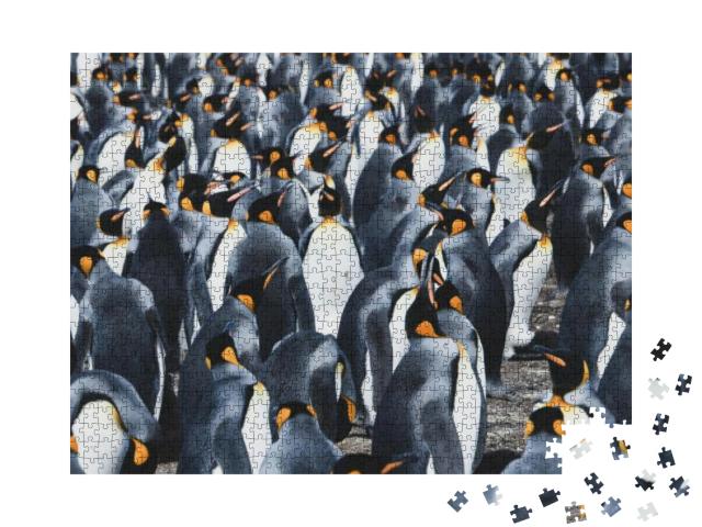 Puzzle 1000 Teile „Große Kolonie von Königspinguinen auf den Falklandinseln“