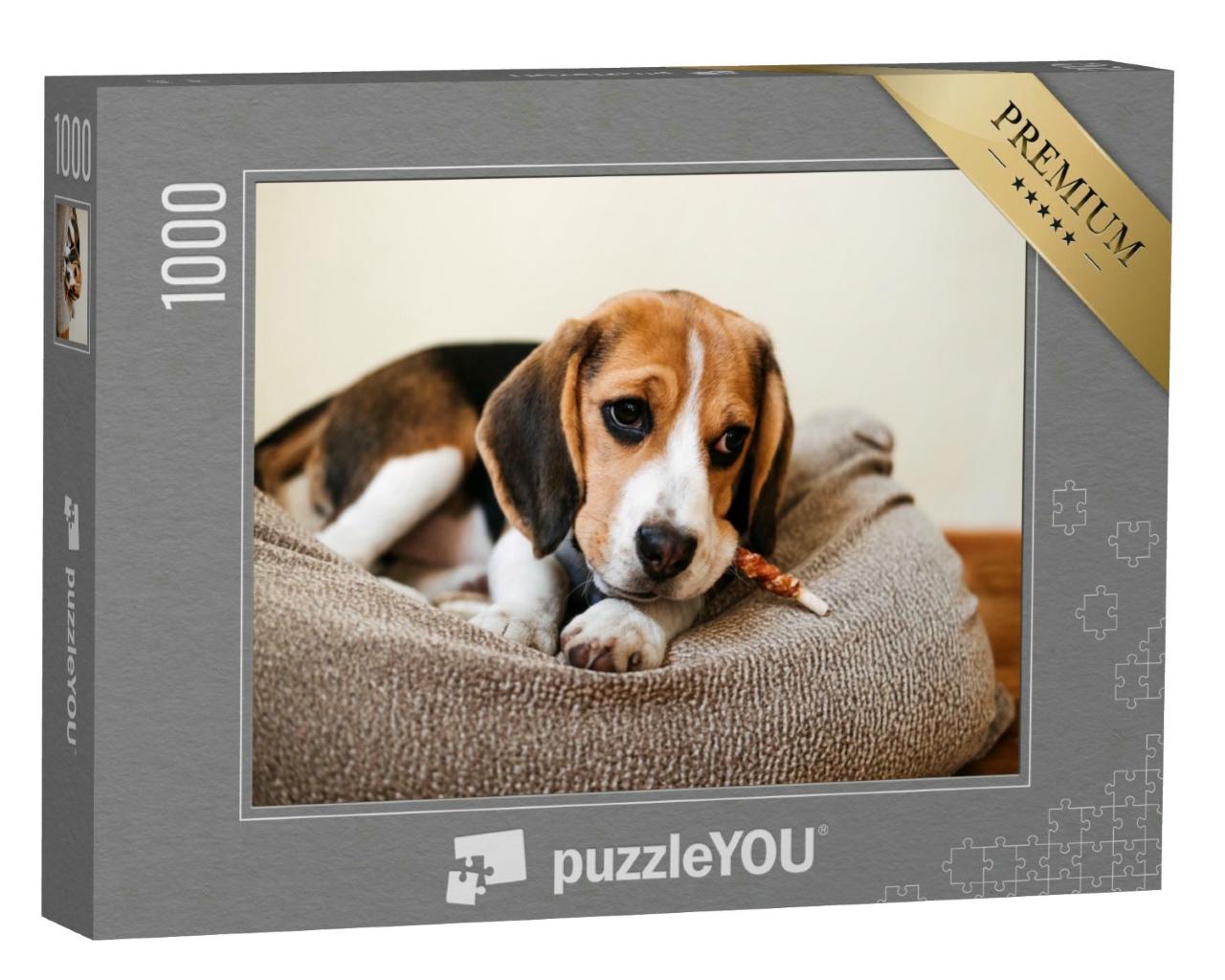 Puzzle 1000 Teile „Beagle mit einem Leckerli“