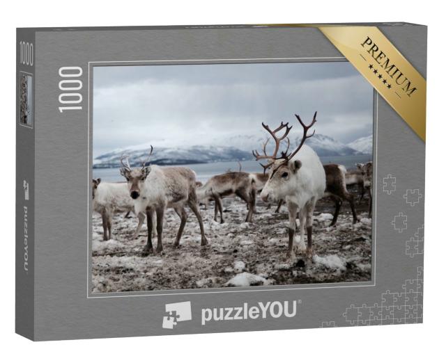Puzzle 1000 Teile „Rentierherde auf dem Feld“