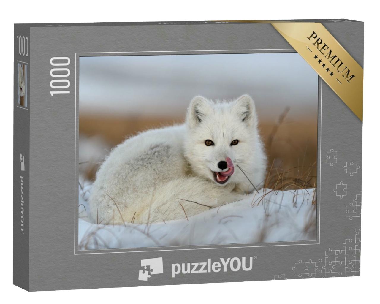 Puzzle 1000 Teile „Weißer Polarfuchs, Vulpes Lagopus, zusammengerollt auf Schnee“