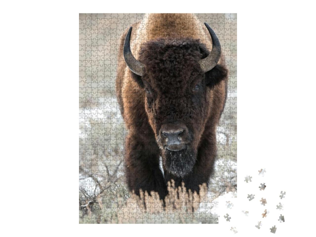 Puzzle 1000 Teile „Bison, Büffel“