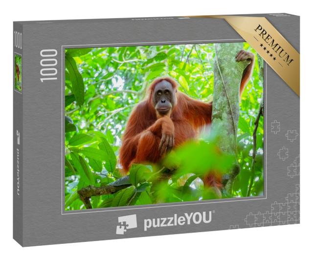 Puzzle 1000 Teile „Weiblicher Orang-Utan, der auf einem Baumstamm sitzt, Indonesien“