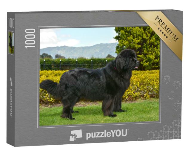 Puzzle 1000 Teile „Wunderschöner schwarzer Neufundländer“