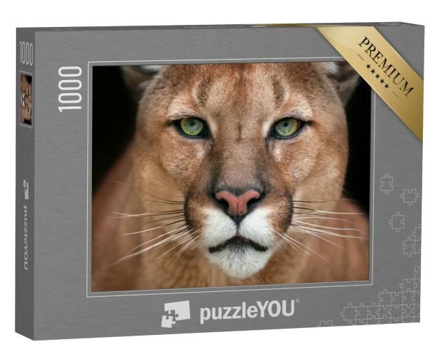 Puzzle 1000 Teile „Nahaufnahme: Im Blick eines Pumas“