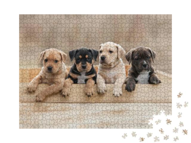 Puzzle 1000 Teile „American Staffordshire Terrier-Welpen in einer Box“