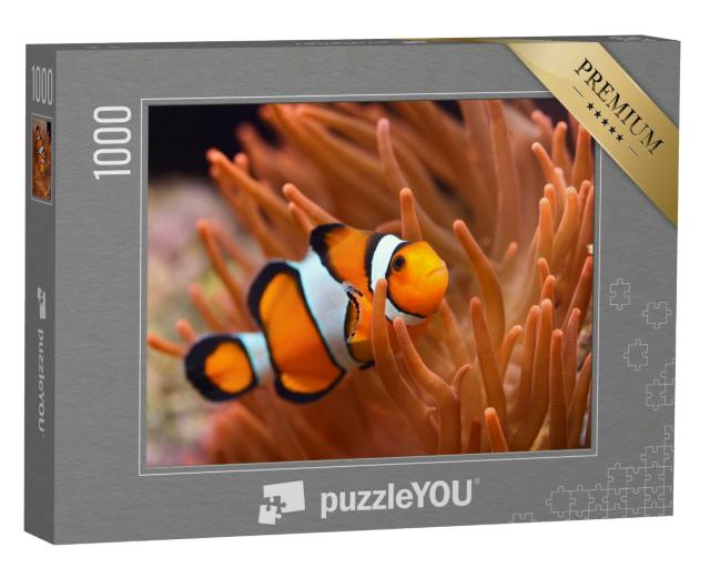 Puzzle 1000 Teile „Amphiprion Ocellaris: Clownfisch im Meerwasseraquarium“
