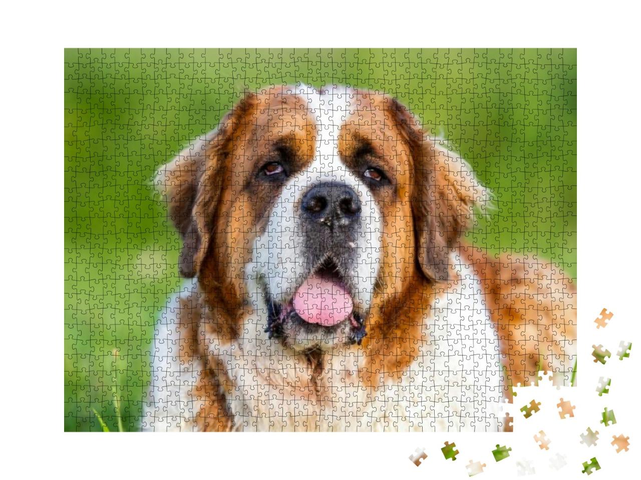 Puzzle 1000 Teile „Bernhardiner Hund, Bernhardiner“