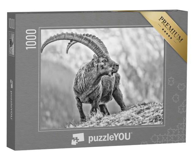 Puzzle 1000 Teile „Beeindruckendes Schwarz-Weiß-Porträt des Alpensteinbocks, Capra ibex“