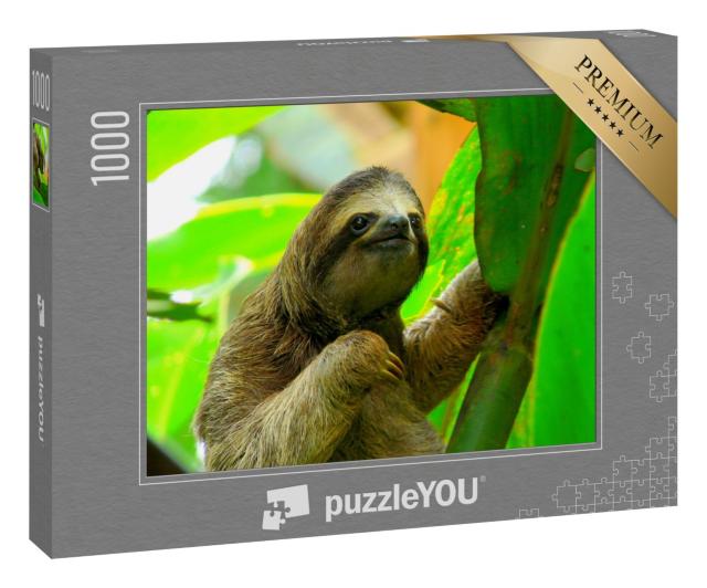 Puzzle 1000 Teile „Faultier in Puerto Viejo, Costa Rica“