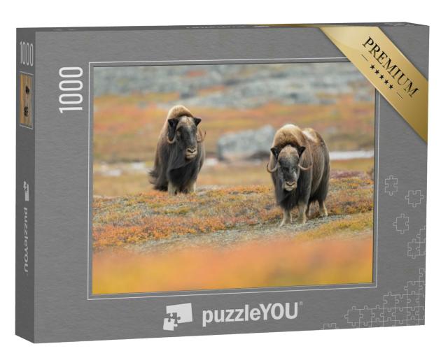 Puzzle 1000 Teile „Beeindruckende Moschusochses in ihrem natürlichen Lebensraum“