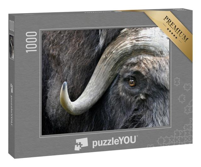 Puzzle 1000 Teile „Detailstudie des Gesichtes eines Moschusoxen“