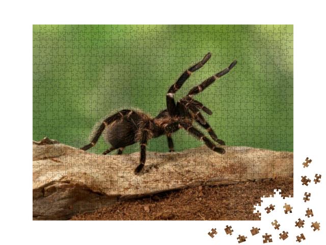 Puzzle 1000 Teile „Nahaufnahme eines Tarantula-Weibchens in bedrohlicher Haltung“