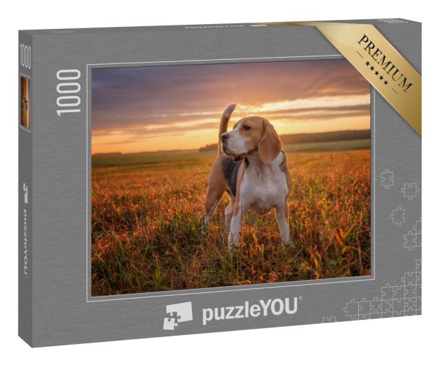 Puzzle 1000 Teile „Beagle geht Gassi nach dem Regen im Sommer“