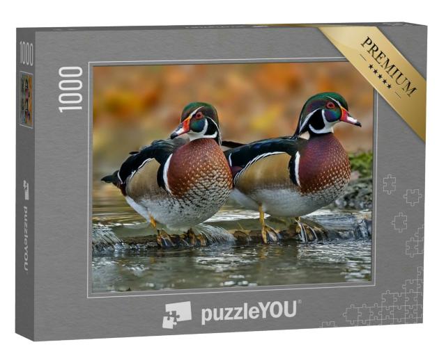 Puzzle 1000 Teile „Holzente oder Carolina-Ente ist eine Entenart, die zu den Sitzenten gehört“