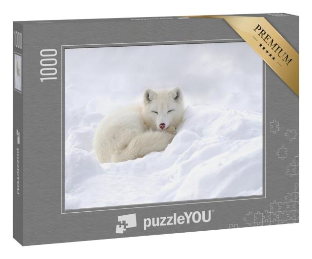 Puzzle 1000 Teile „Im Schnee eingekuschelter Polarfuchs“