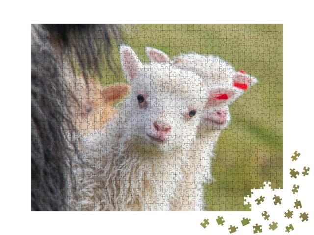 Puzzle 1000 Teile „Junges Lamm schaut neurgierig in die Kamera, Porträt eines Schafes“