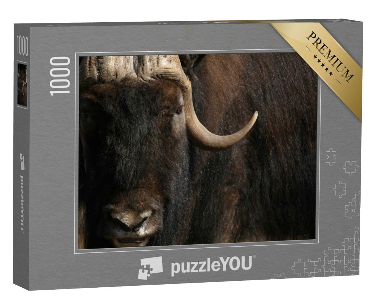 Puzzle 1000 Teile „Porträt eines alten Moschusochsen mit langem Horn und Fell“