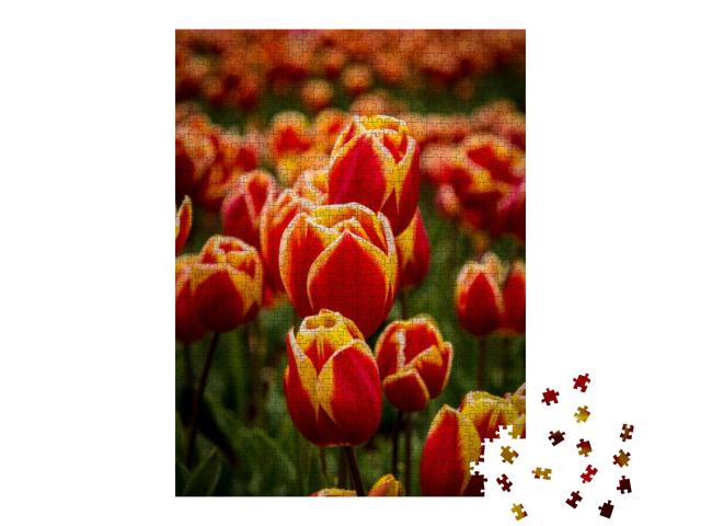 Puzzle 1000 Teile „Zweifarbige Tulpen auf der Tulpenfarm, Tulpenfeld“