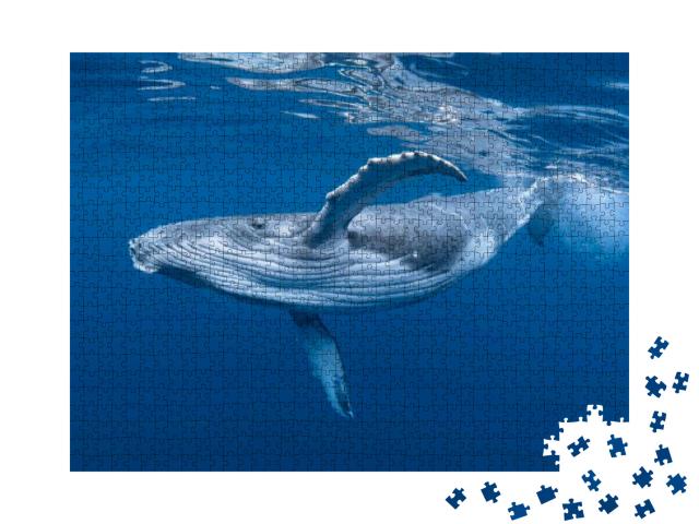Puzzle 1000 Teile „Ein Buckelwalbaby spielt nahe der Oberfläche im blauen Wasser“