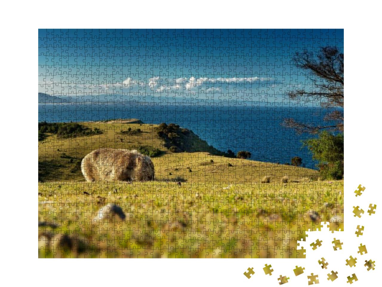 Puzzle 1000 Teile „Maria Island, Tasmanien: Ein Wombat sucht Nahrung, hinter ihm die Küste“