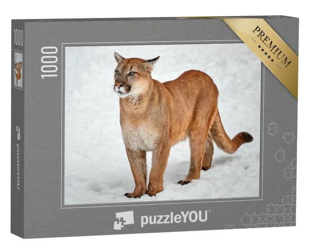 Puzzle 1000 Teile „Puma: Wildkatze im Schnee“
