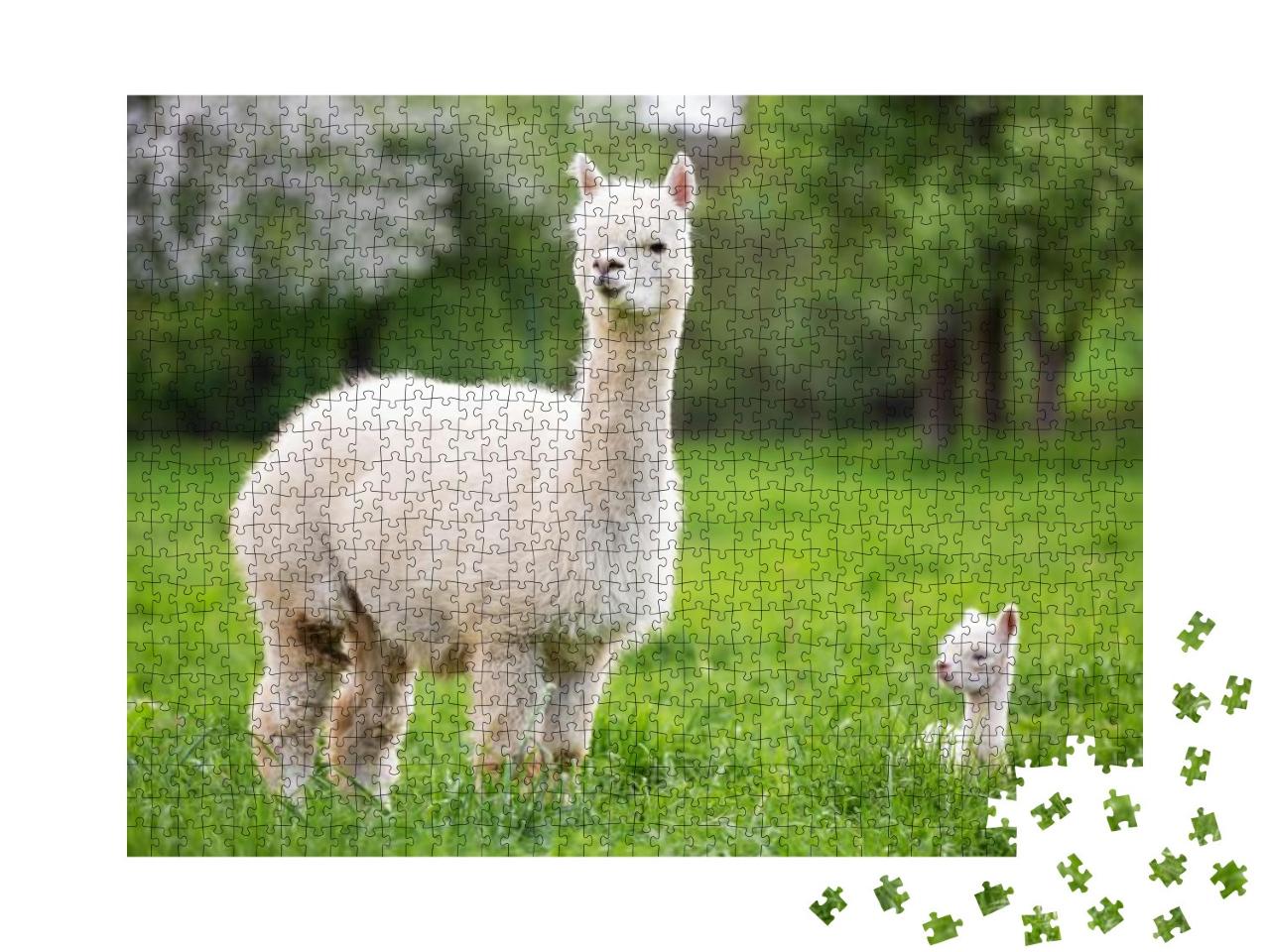 Puzzle 1000 Teile „Weißes Alpaka mit Nachkommen, südamerikanisches Säugetier“