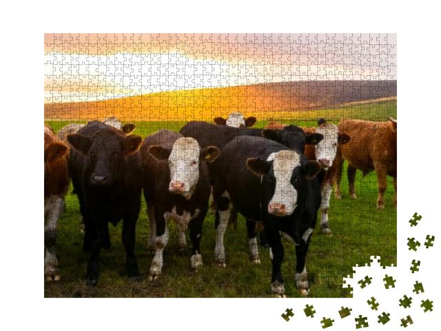 Puzzle 1000 Teile „Eine Kuhherde im Sonnenuntergang, Orkney, Schottland“