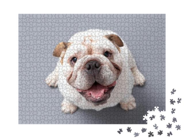 Puzzle 1000 Teile „Britische Bulldogge Welpe schaut nach oben, grauer Hintergrund“