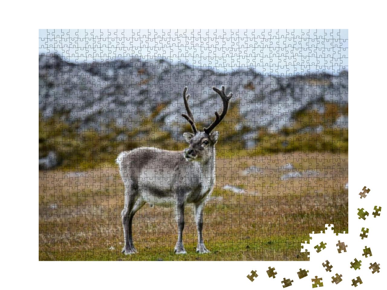 Puzzle 1000 Teile „Rentier in seinem natürlichen Lebensraum“