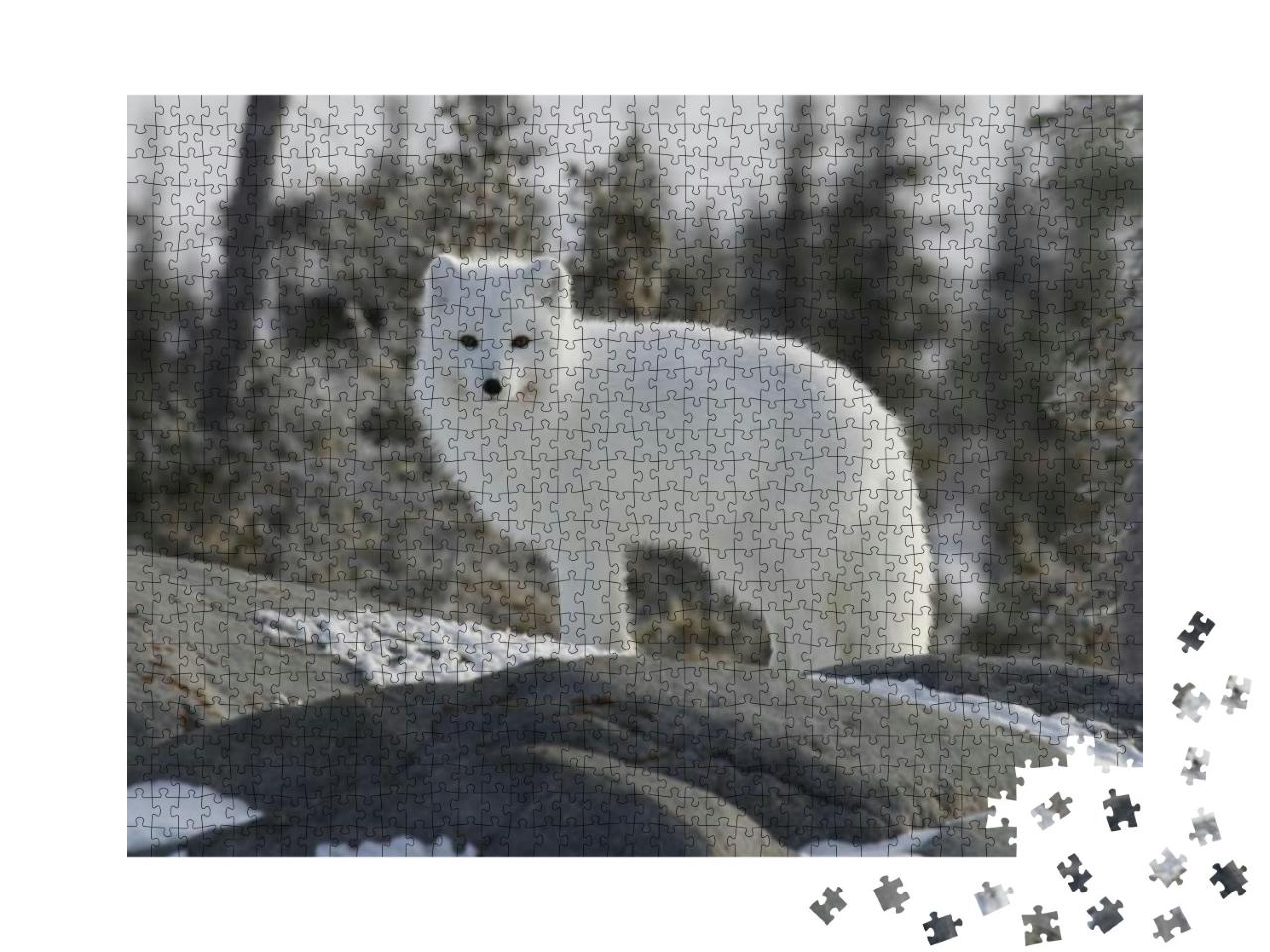 Puzzle 1000 Teile „Polarfuchs, Vulpes Lagopus, in weißem Winterfell“