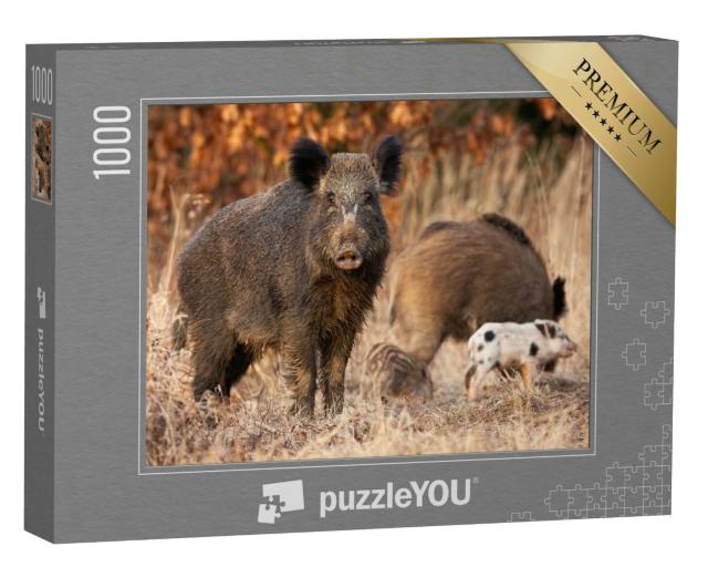Puzzle 1000 Teile „Gefährliches Wildschwein, sus scrofa, das seine jungen Frischlinge beschützt“