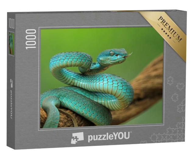 Puzzle 1000 Teile „Viper auf einem Zweig, angriffsbereite blaue Inselschlange, Nahaufnahme“
